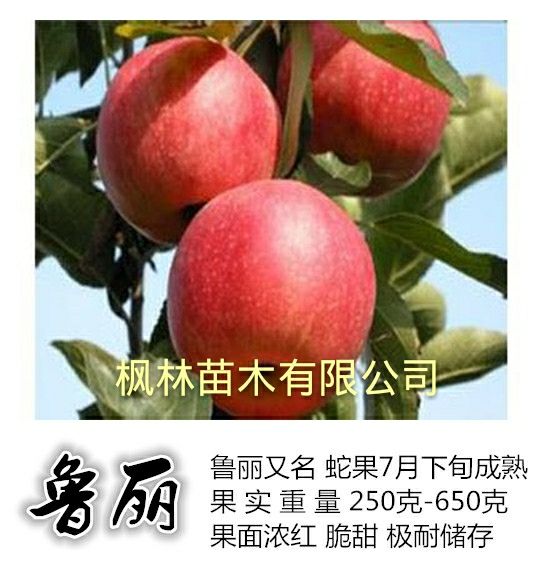 鲁丽苹果苗 1~1.5米