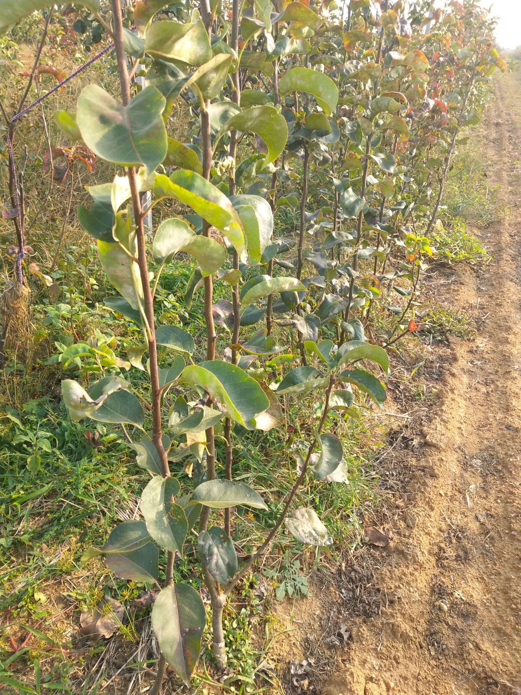 秋月梨树苗 2.0~2.5米
