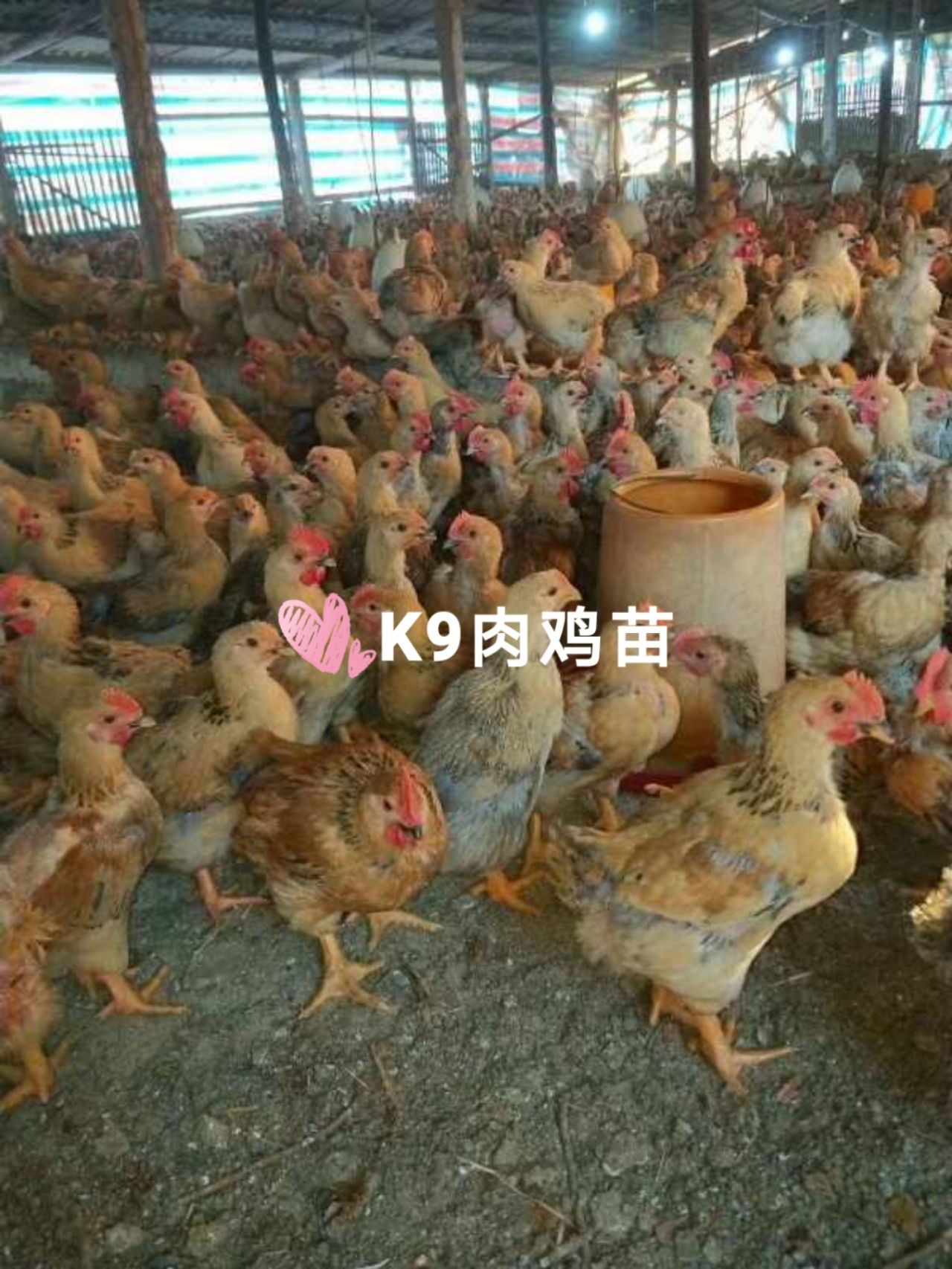 [k9鸡苗批发] 大种k9肉鸡苗价格3.5元/只 - 惠农网