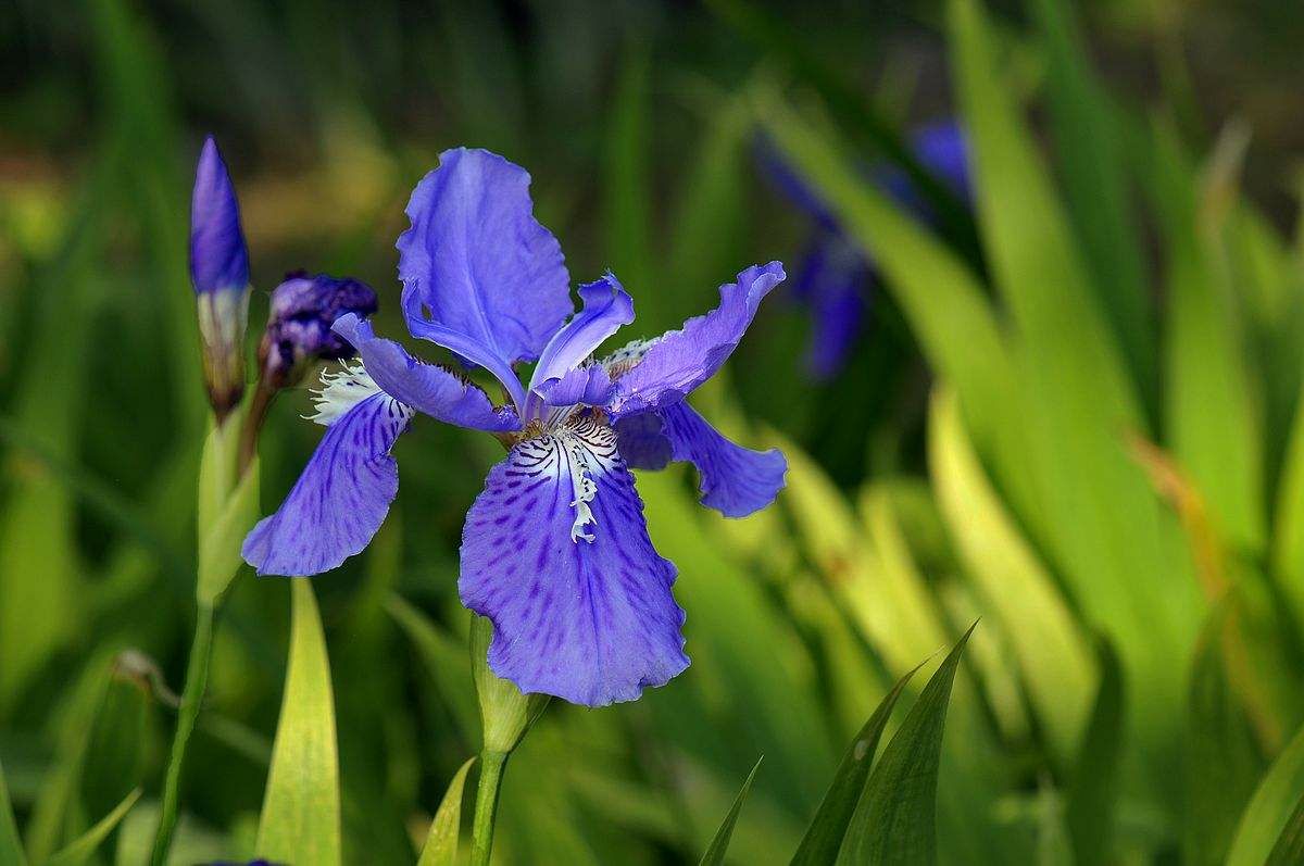 紫花鸢尾