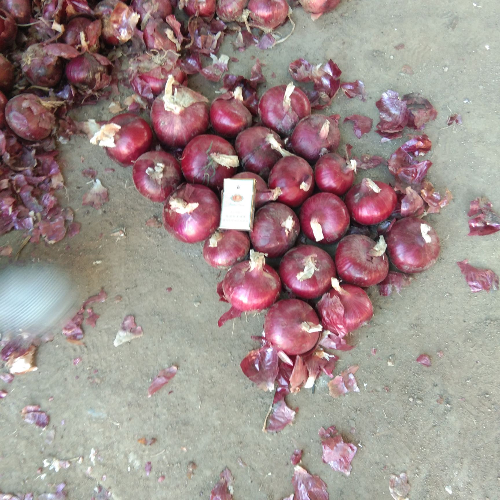 山东济宁市金乡县紫皮洋葱最新产地行情趋势|