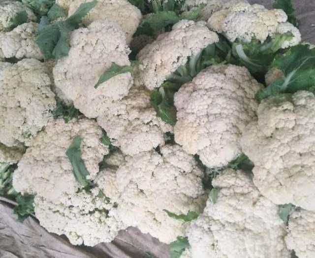 山东菏泽市牡丹区有机花菜最新产地行情趋势|