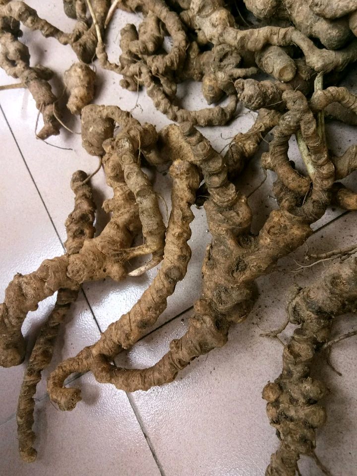 竹节参 鲜参