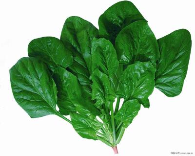 大叶菠菜 20~25cm图片