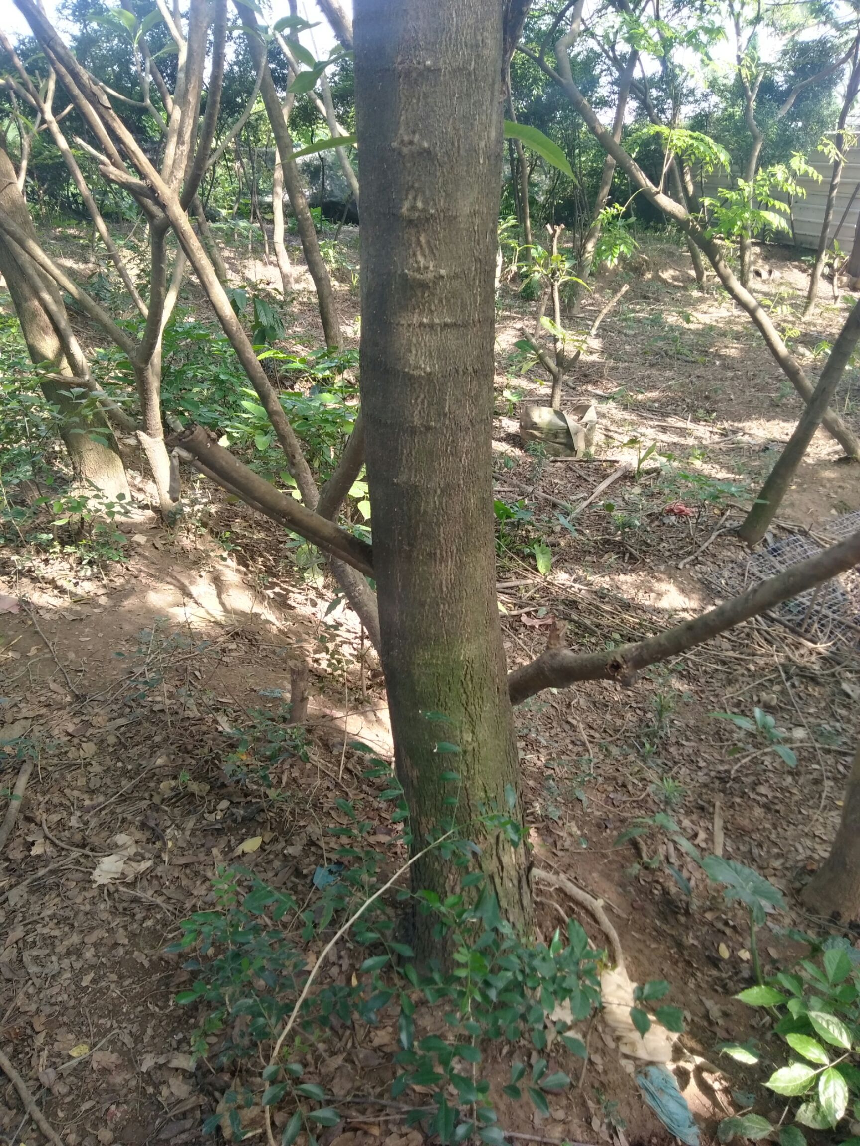 海南黄花梨树苗 海南黄花梨——树中珍品