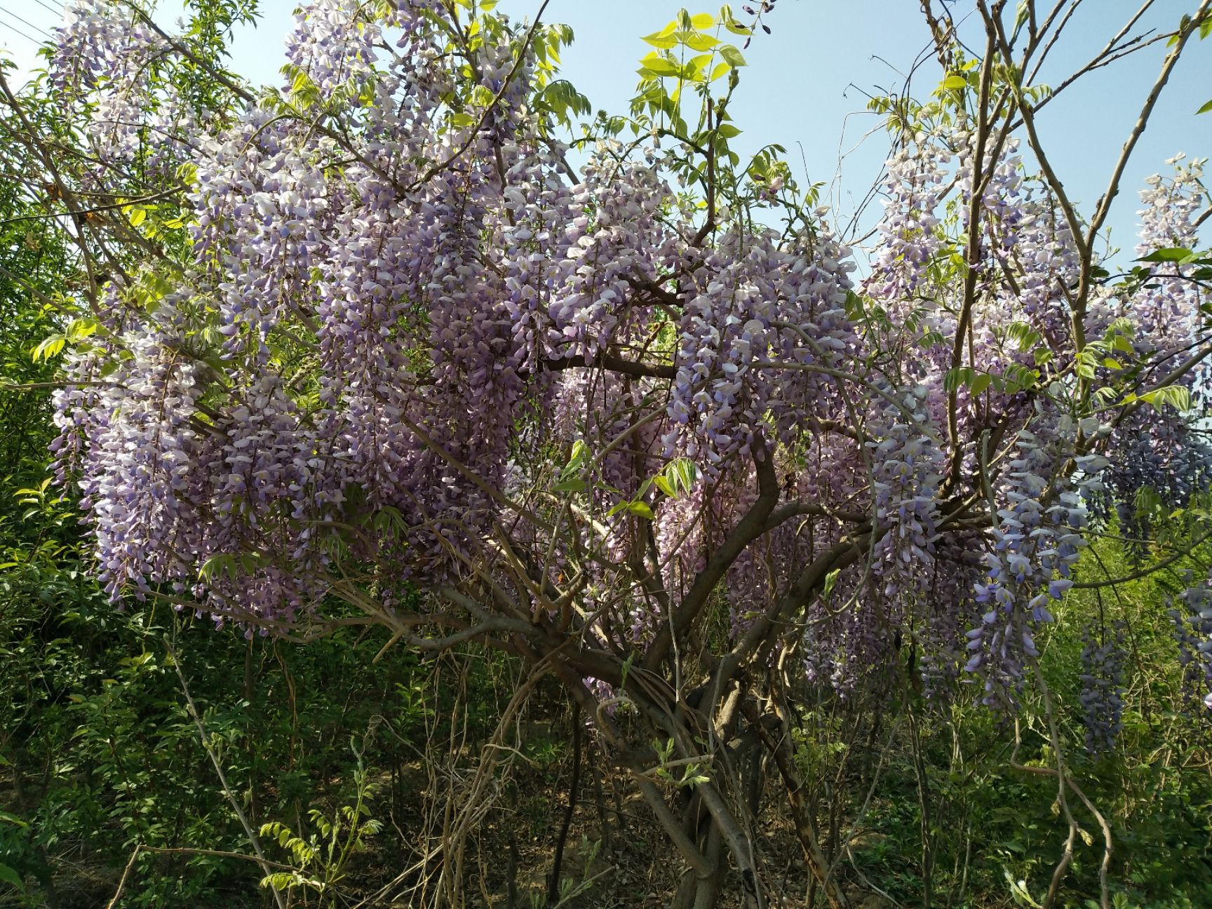 丰花紫藤,苗圃地直供,保证品种,保证成活