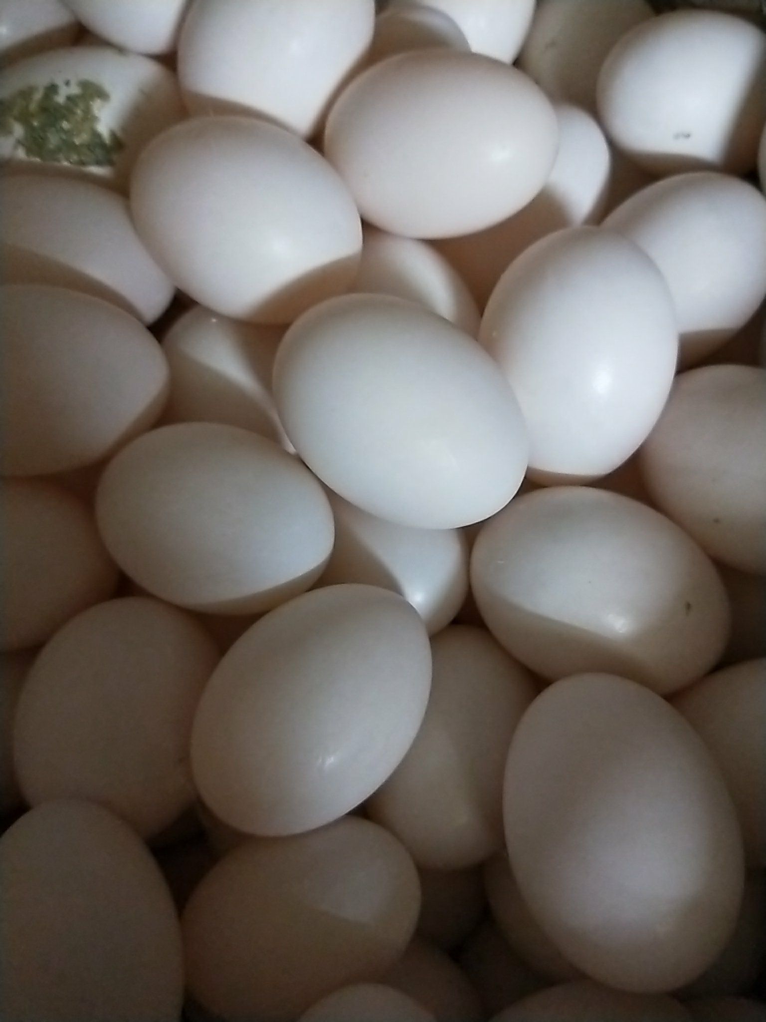 银羽王鸽子蛋 食用 箱装
