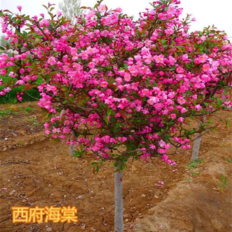 皇家雨点海棠 包品种,包成活,售后免费提供技术指导,现挖现卖!