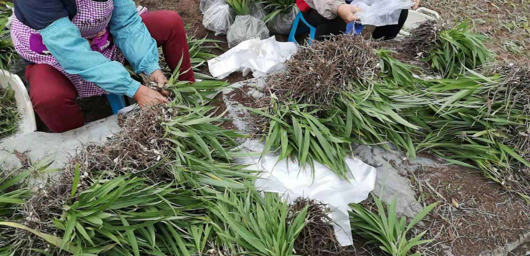 紫花三叉小白芨苗,自家大棚直播苗