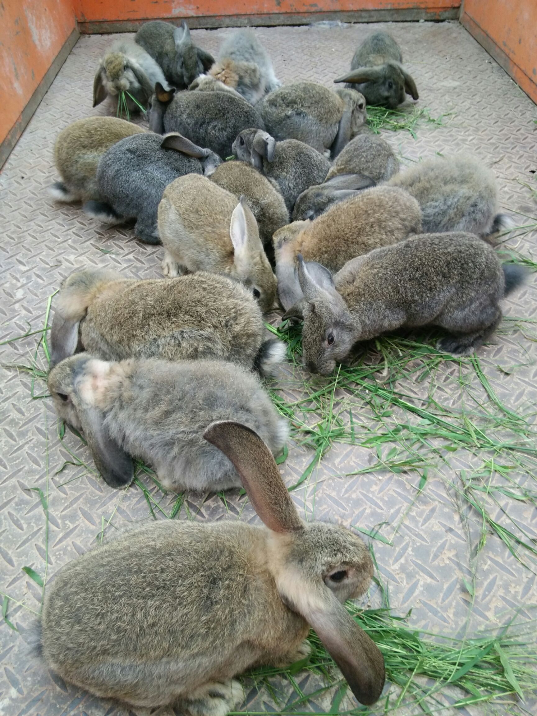 公羊兔 1-3斤