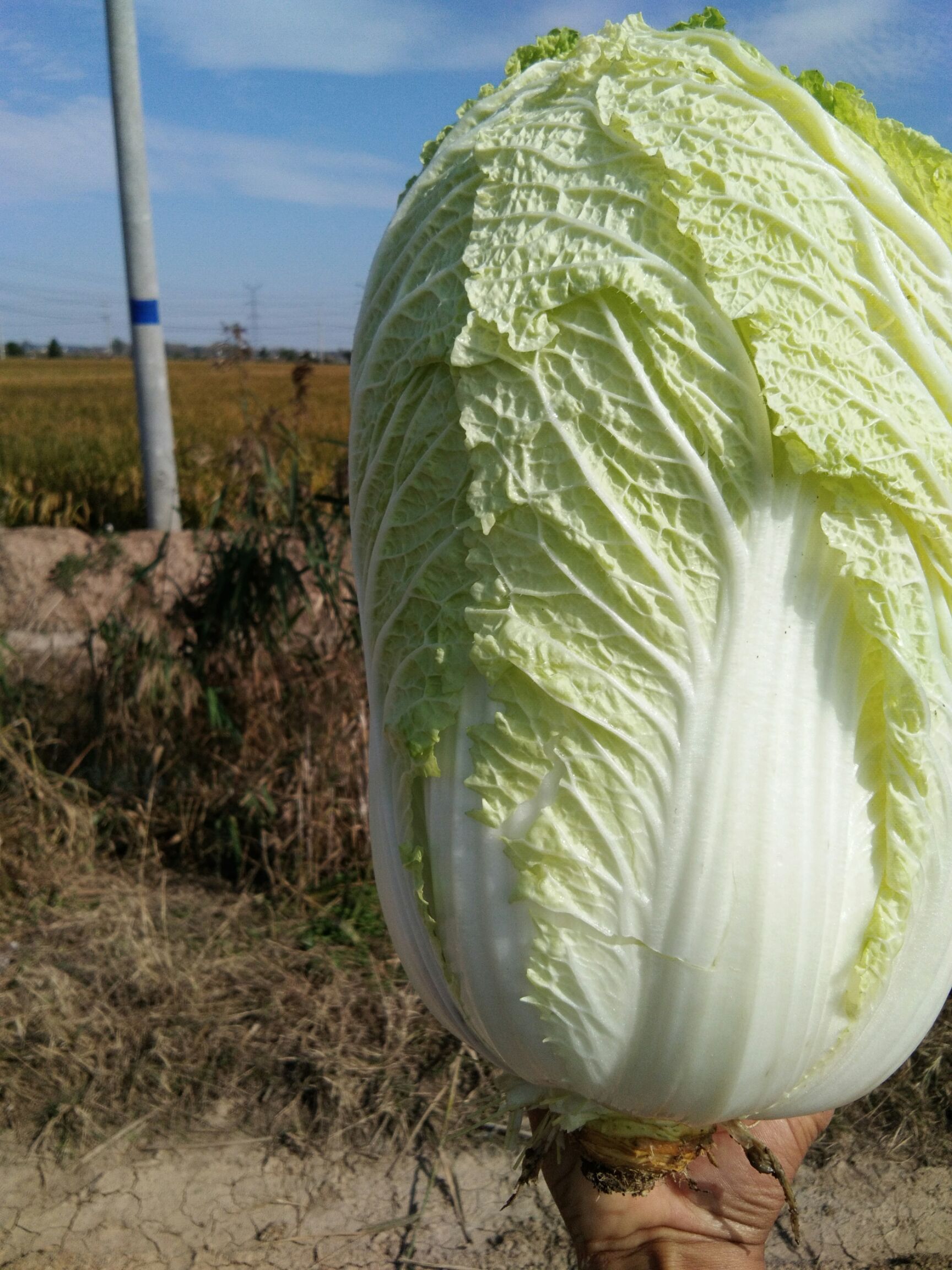 白菜