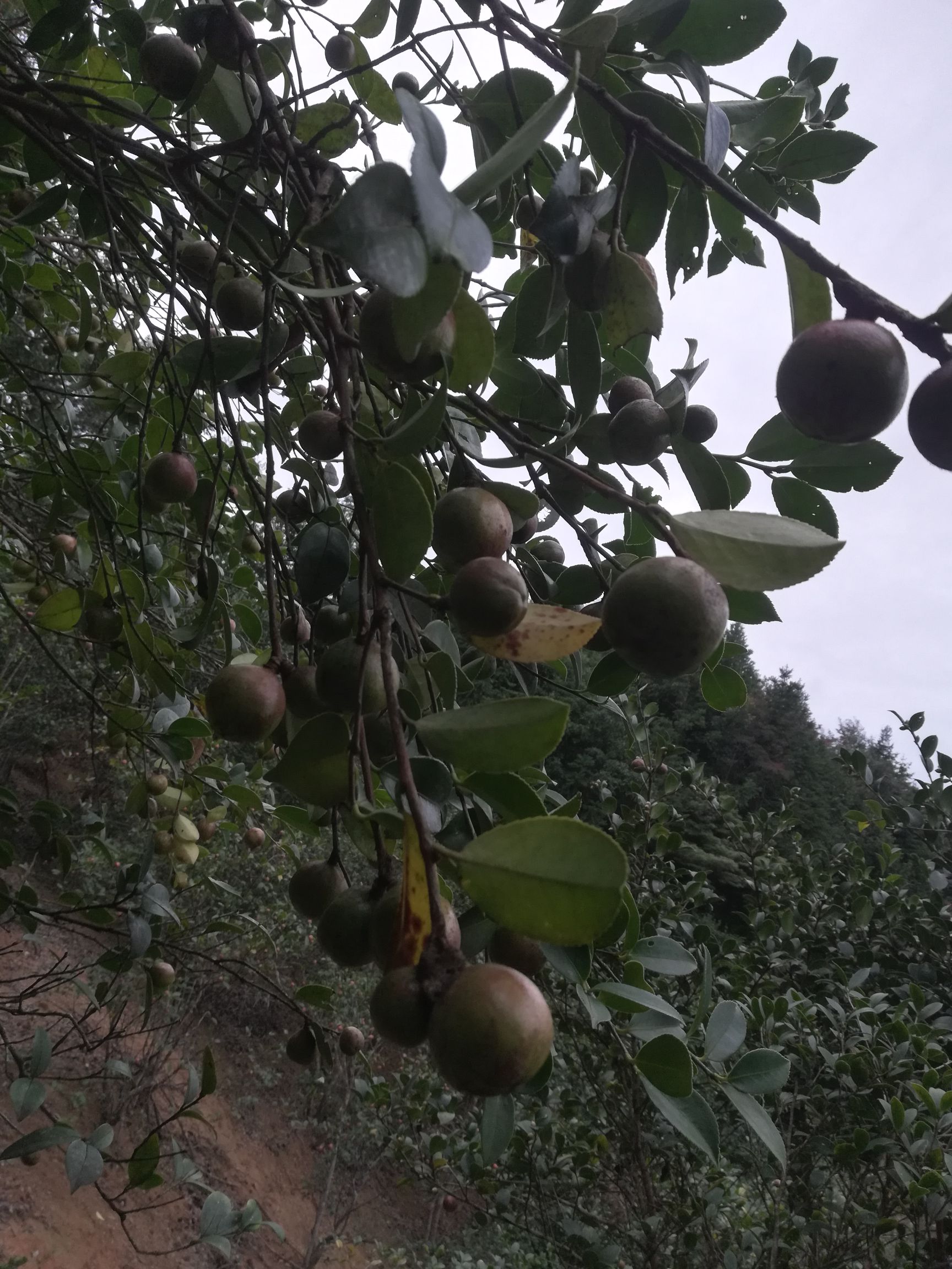 野生山茶油