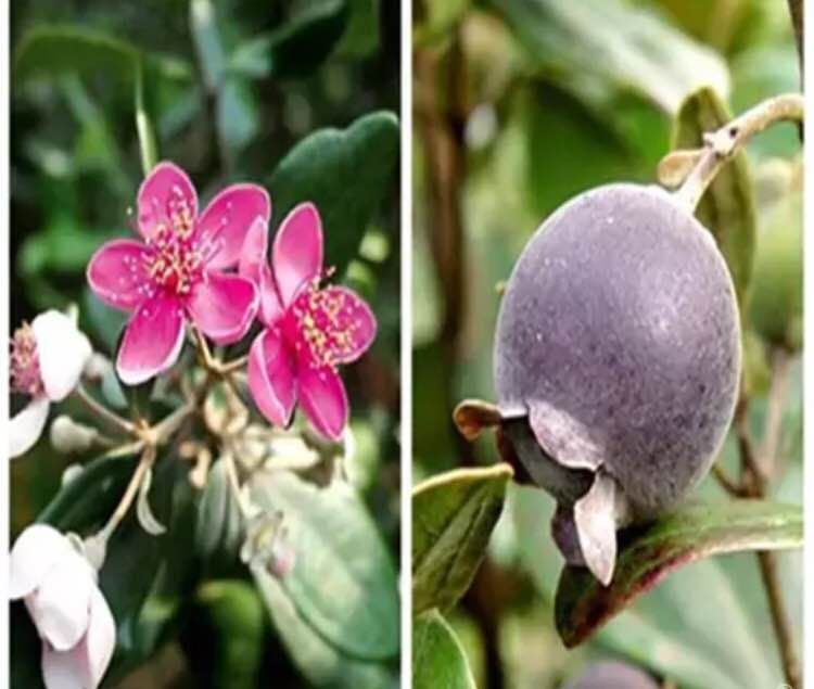 桃金娘树苗捻子树苗山捻子苗乌捻阳台盆栽地栽山花烂漫果带土带
