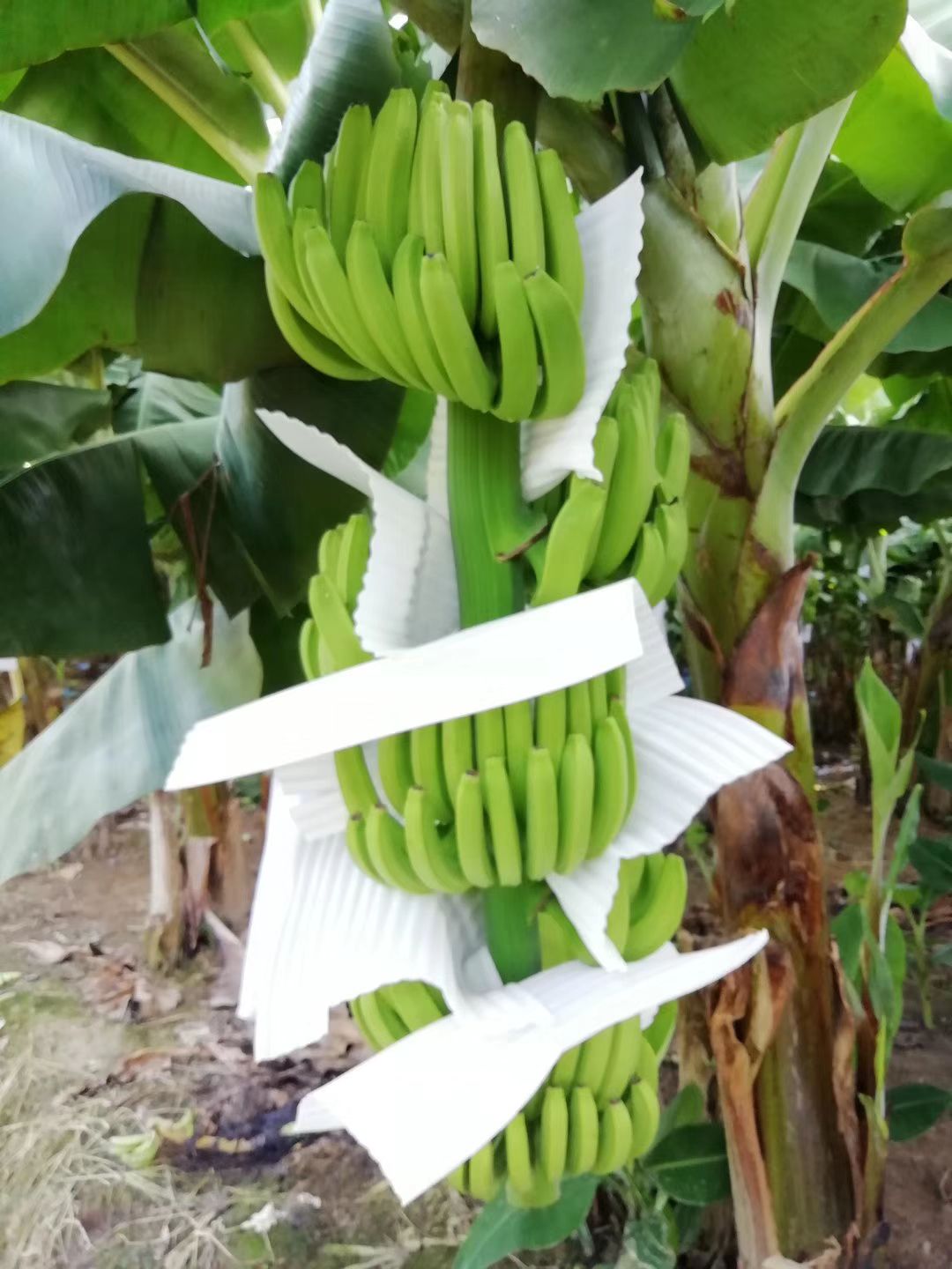 广西南宁市武鸣县巴西香蕉最新产地行情趋势|
