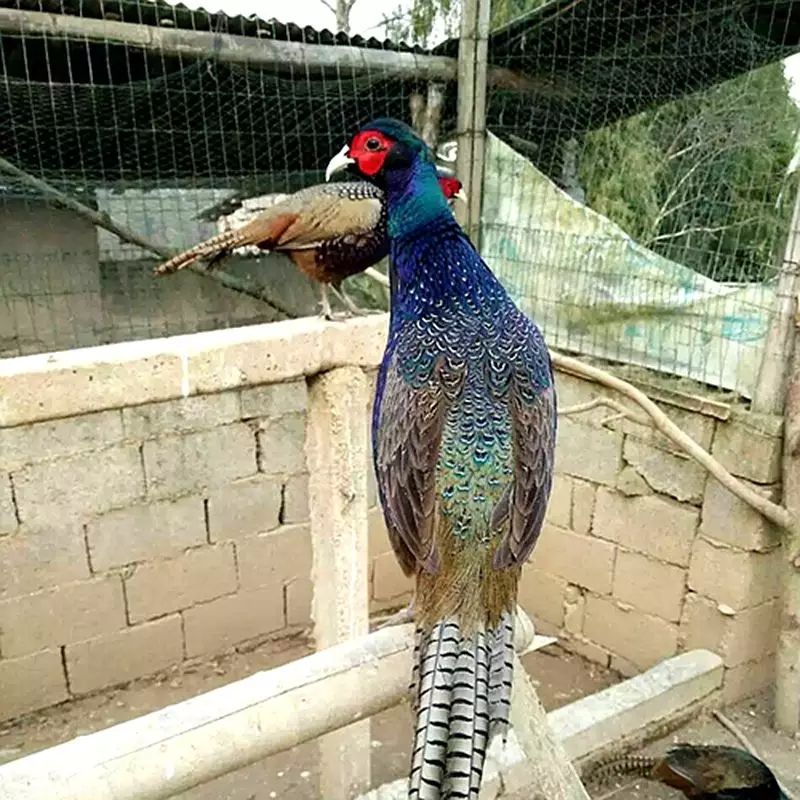 孔雀蓝山鸡 2-3斤
