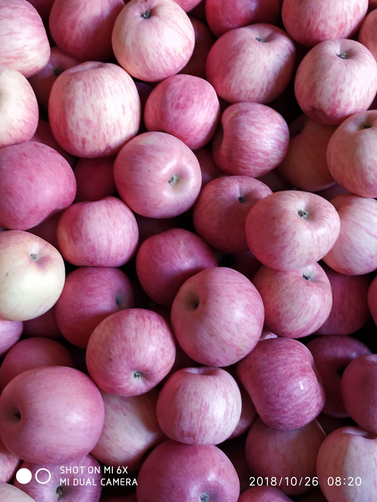 山西临汾市乡宁县红富士苹果最新产地行情趋势