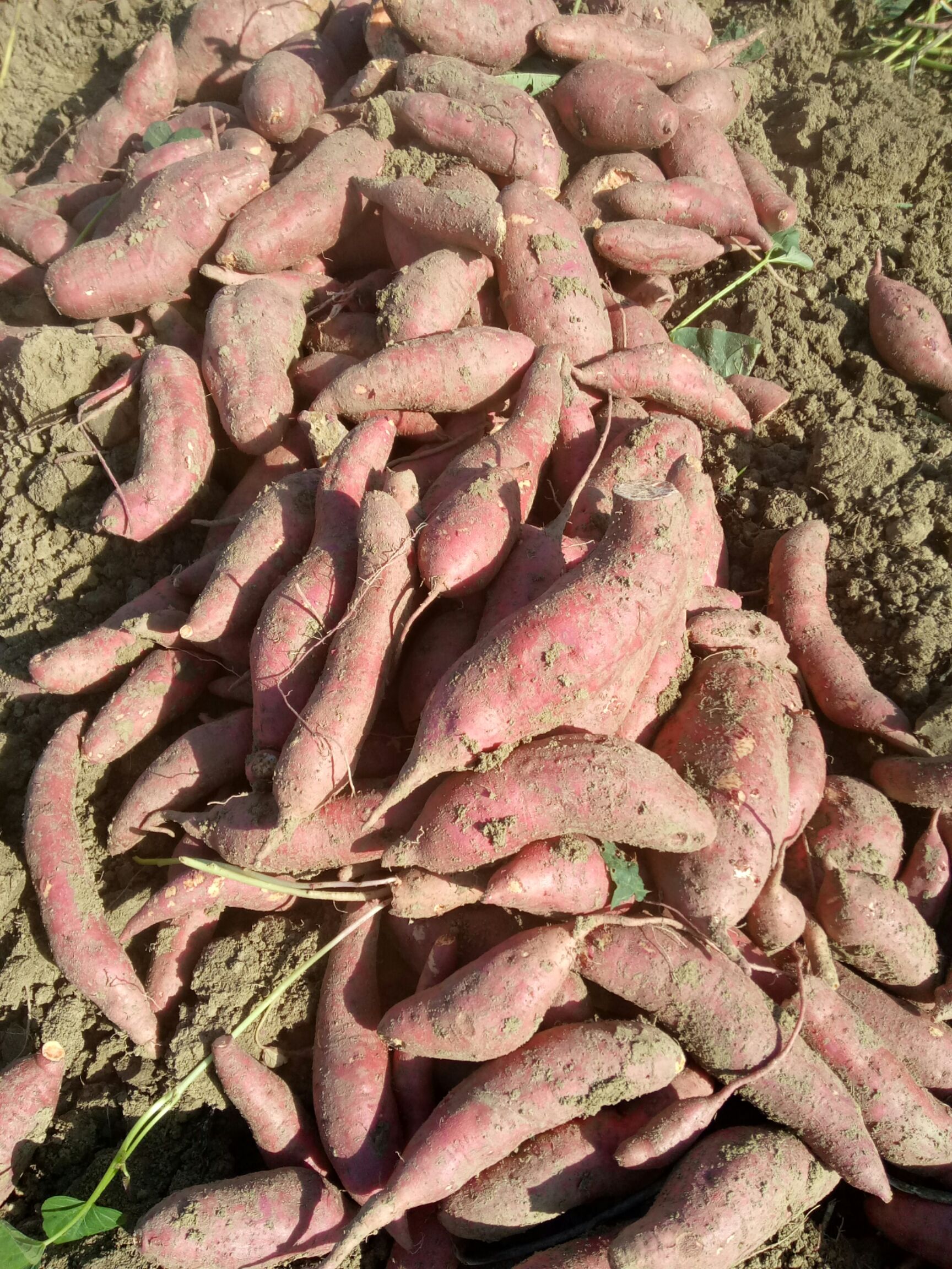 山东青岛市即墨市西瓜红最新产地行情趋势|产