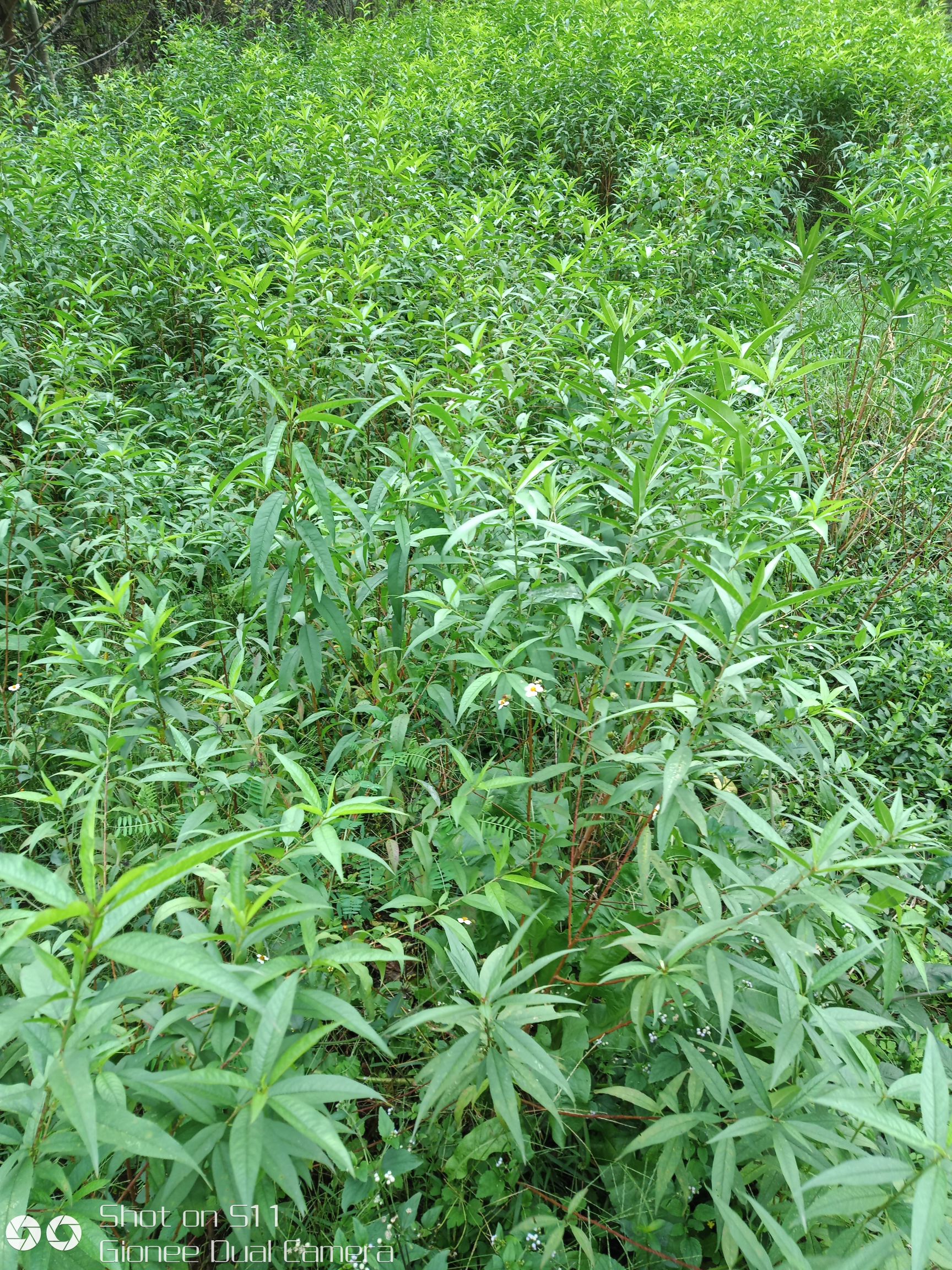 广西桂林市荔浦县毛桃苗最新产地行情趋势|产