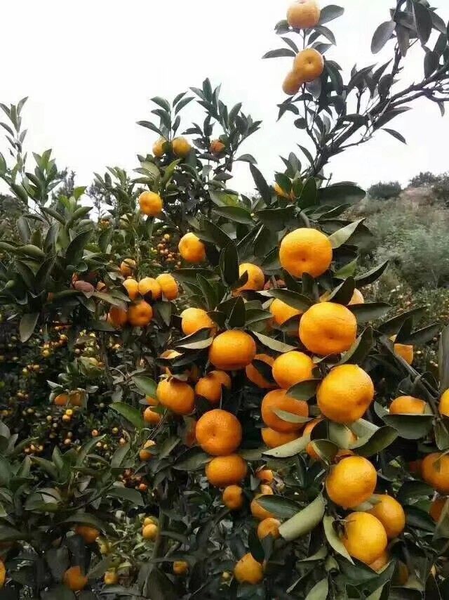 山西省大同市左云县农产品价格丨行情走势