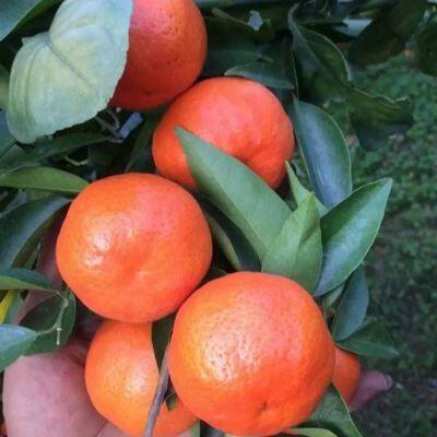 沙糖桔 4.5 - 5cm 2 - 3两