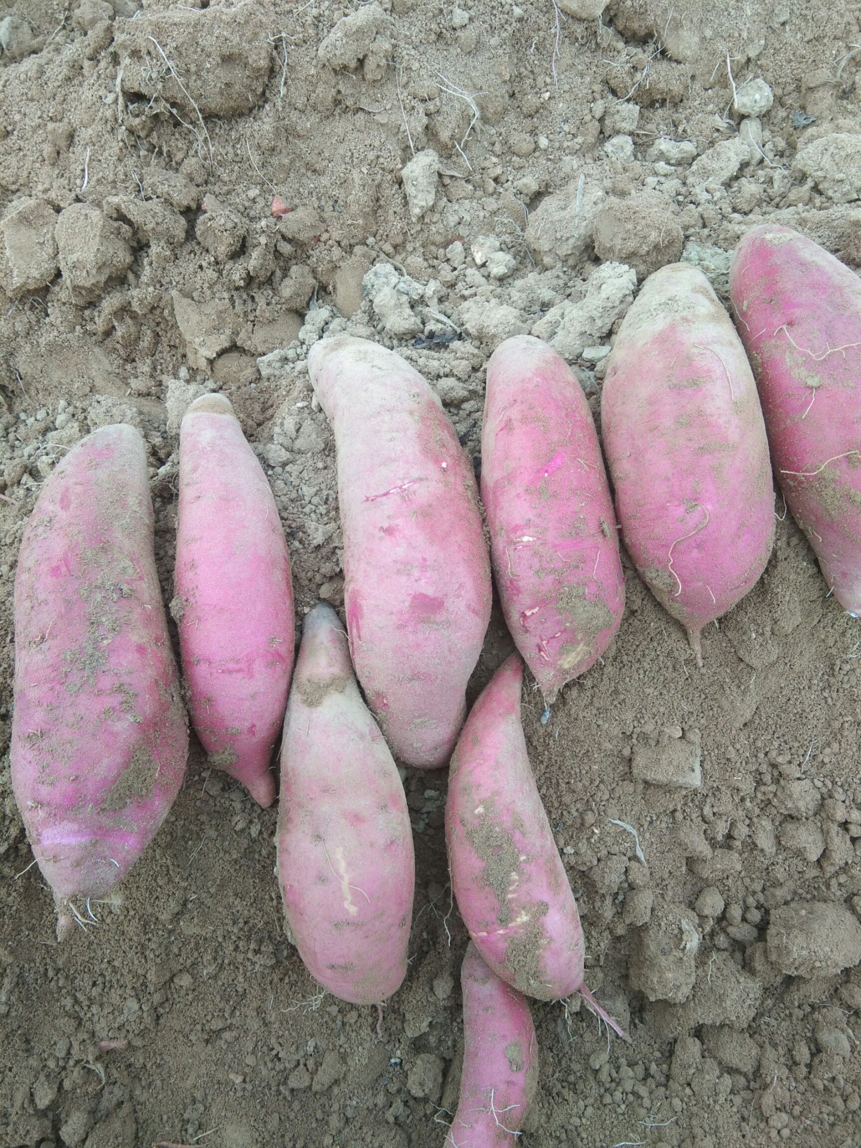 山东青岛市即墨市西瓜红最新产地行情趋势|产