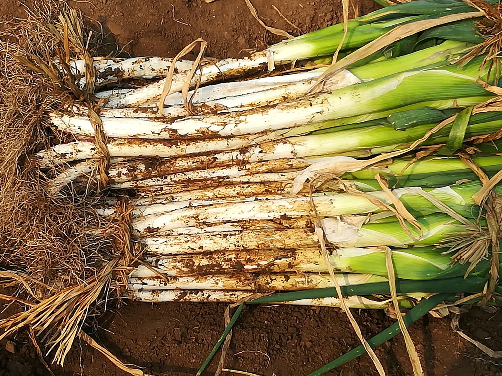 山东菏泽市巨野县章丘大葱最新产地行情趋势|