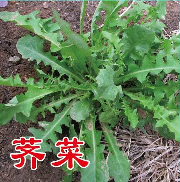 荠菜种子