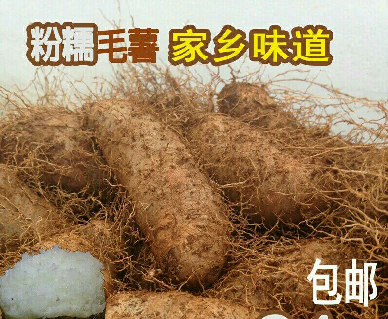 毛薯2-5两