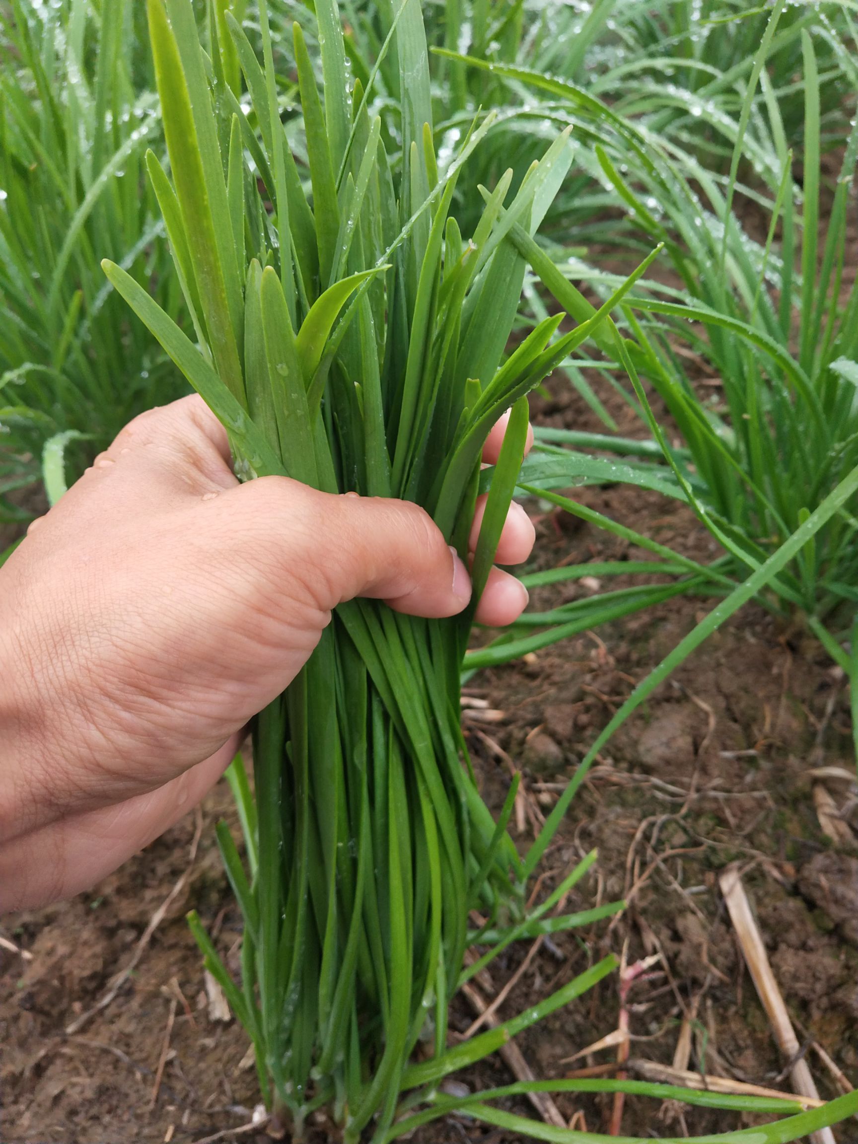 铁杆黑韭菜 二茬 20~30cm