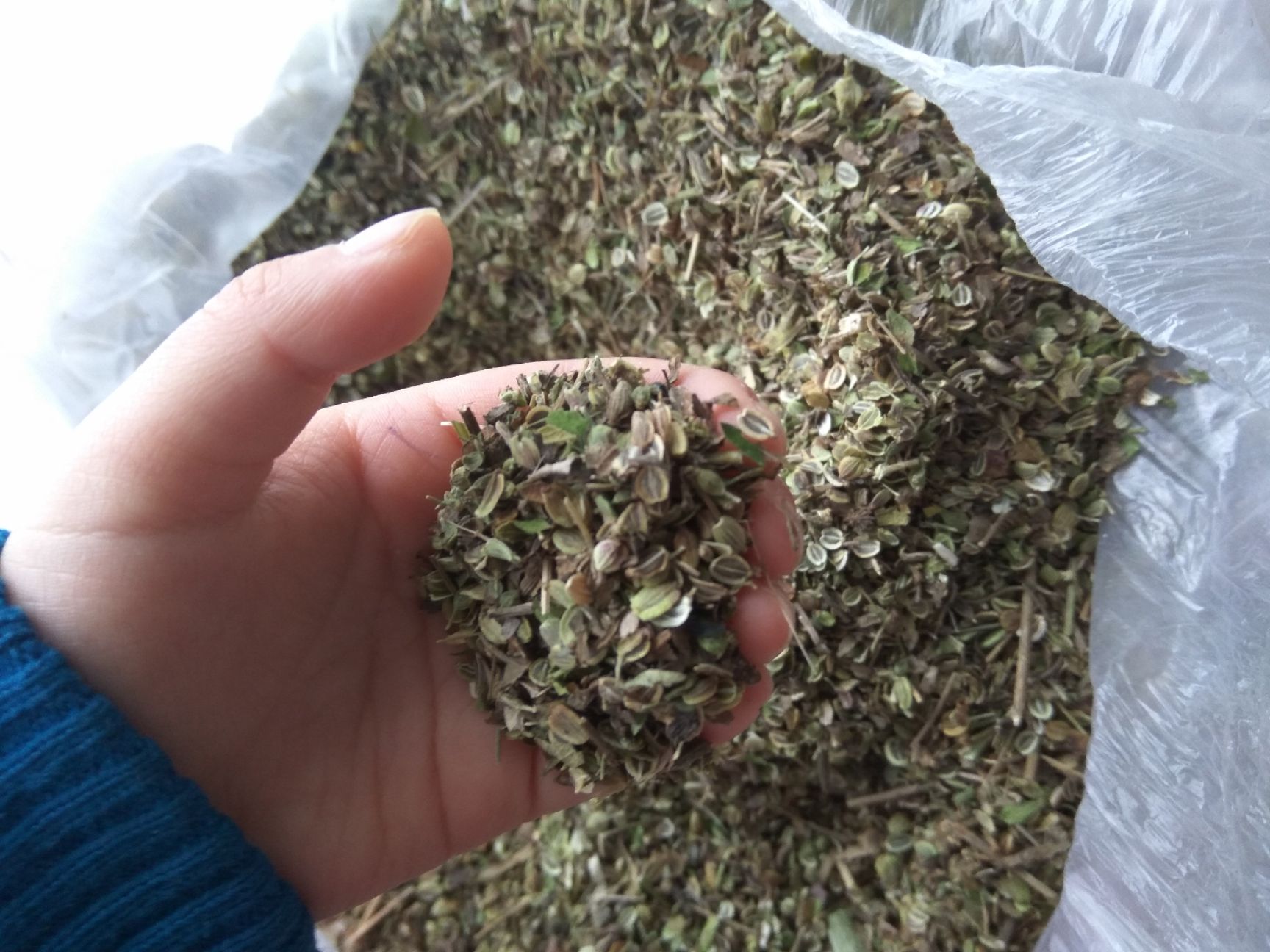 白花前胡种子
