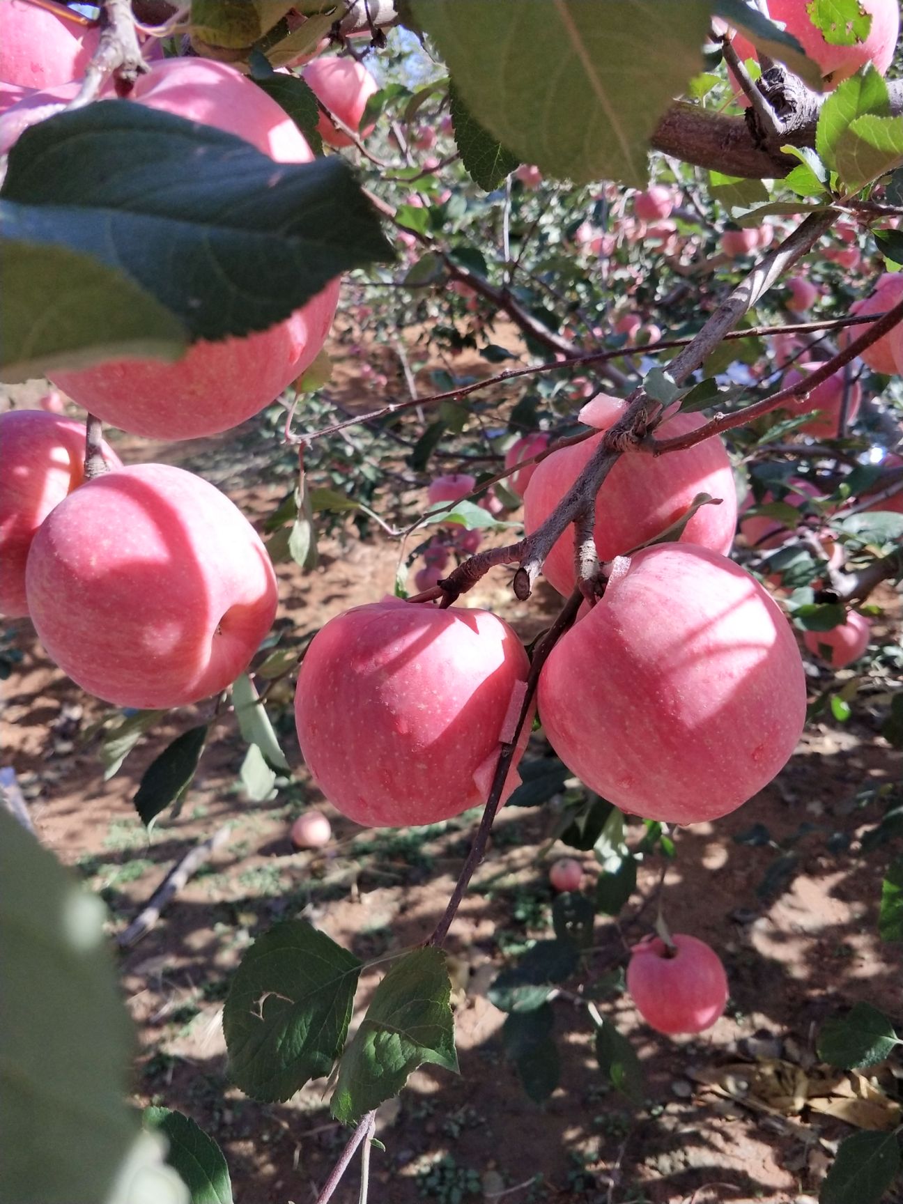 山西太原市万柏林区红富士苹果最新产地行情趋