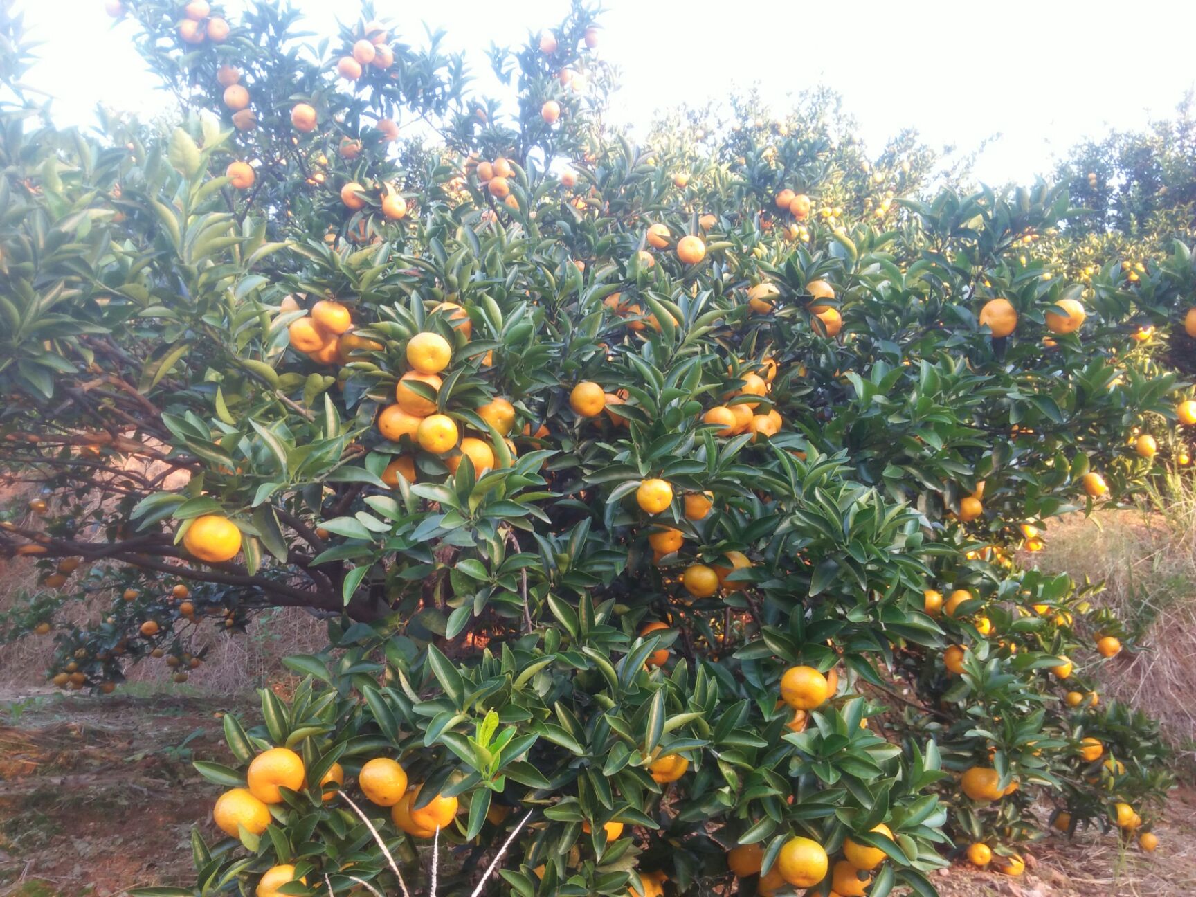 湖南省常德市安乡县农产品价格丨行情走势