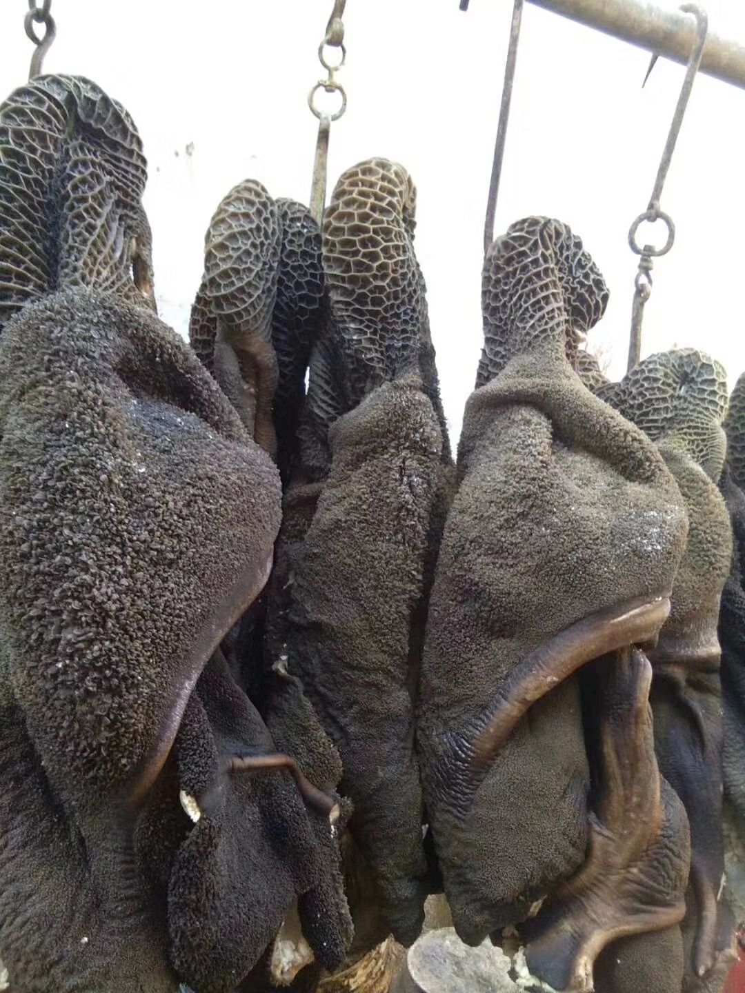 广西贵港市平南县牛肚最新产地行情趋势|产地