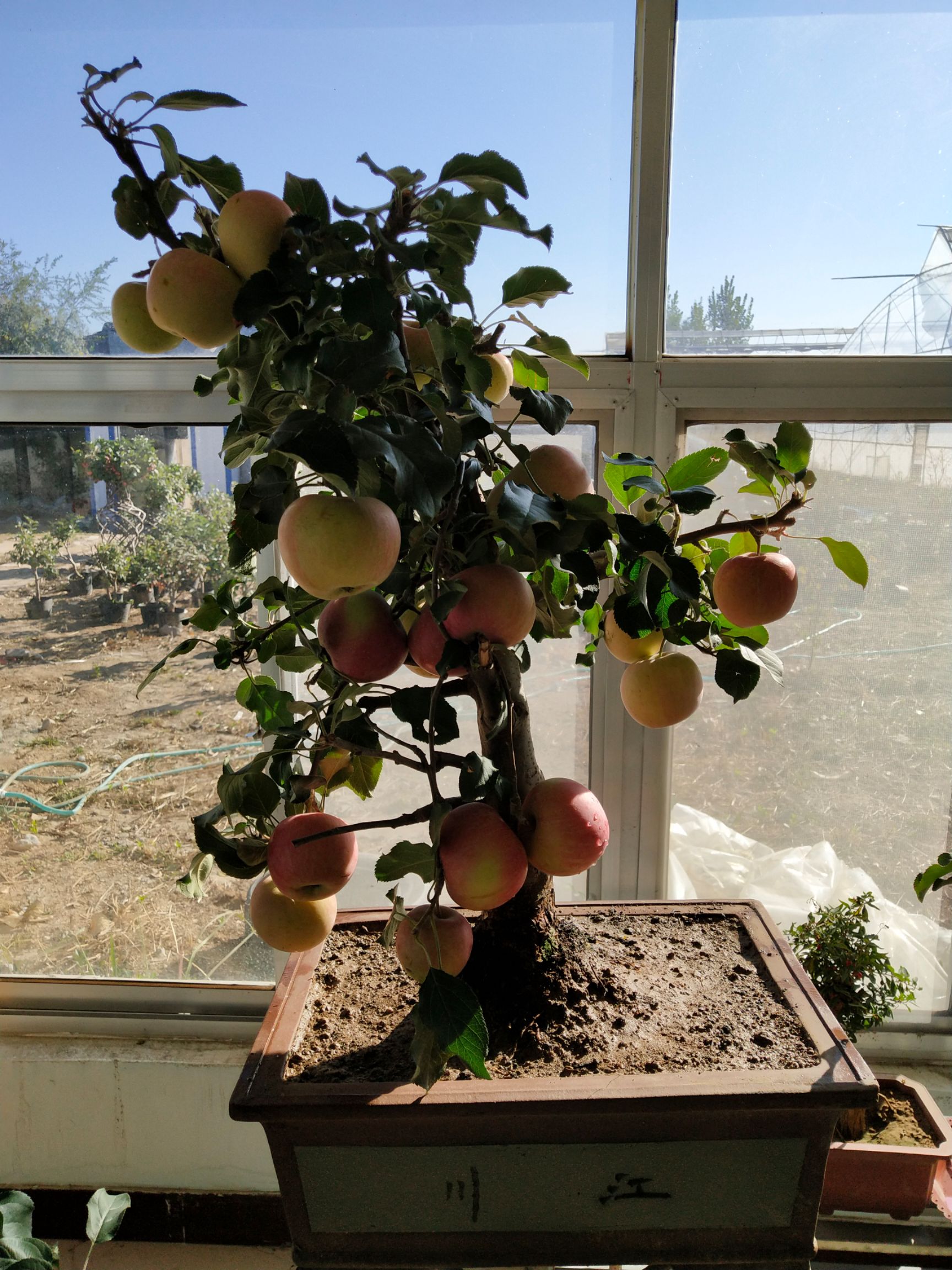 陕西省西安市周至县果树盆景最新产地行情趋势