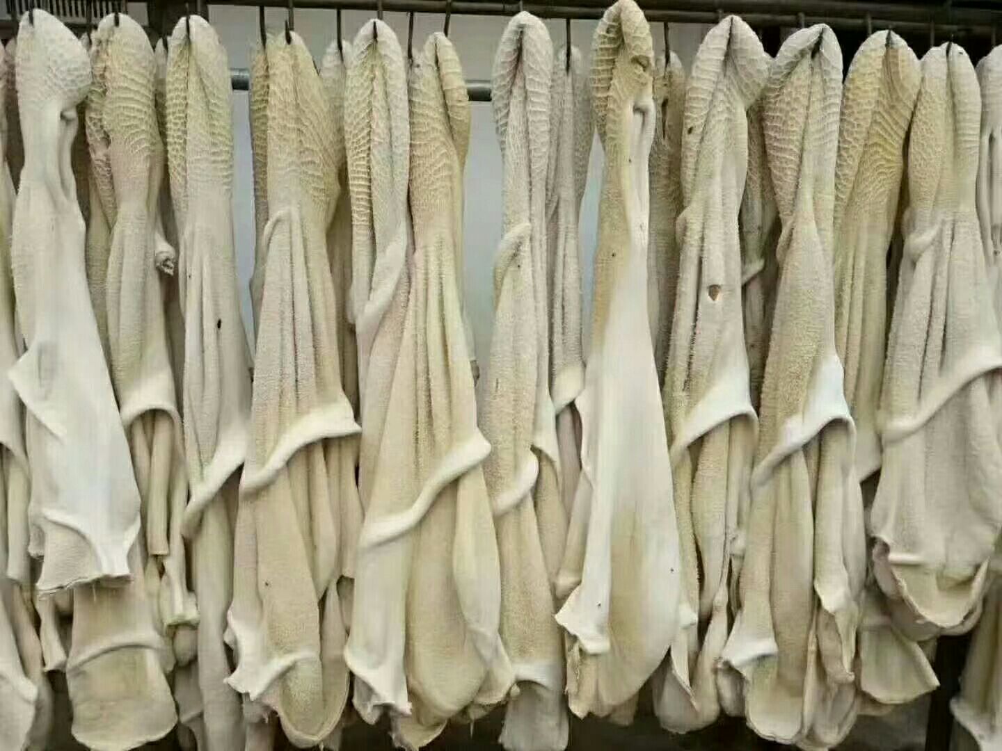 广西贵港市平南县牛肚最新产地行情趋势|产地