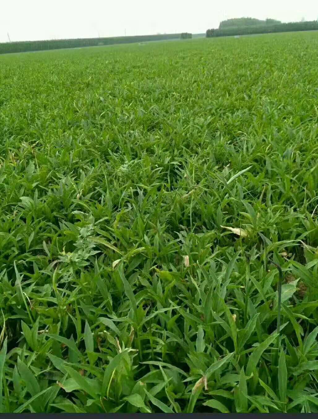 旱半夏 出售优质小叶半夏,15年种植技术指导