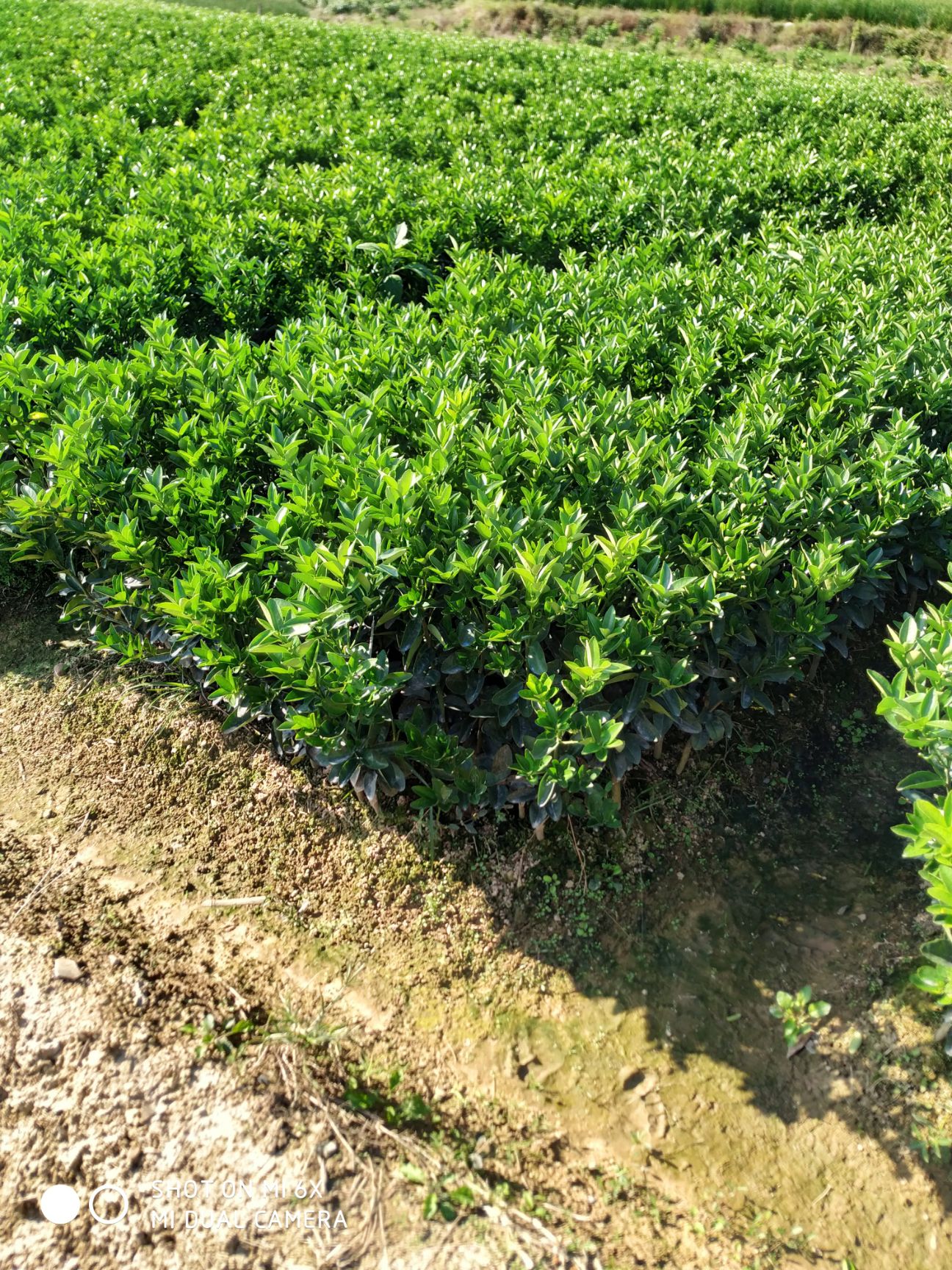 东方红柑桔苗 嫁接苗 0.2米以下