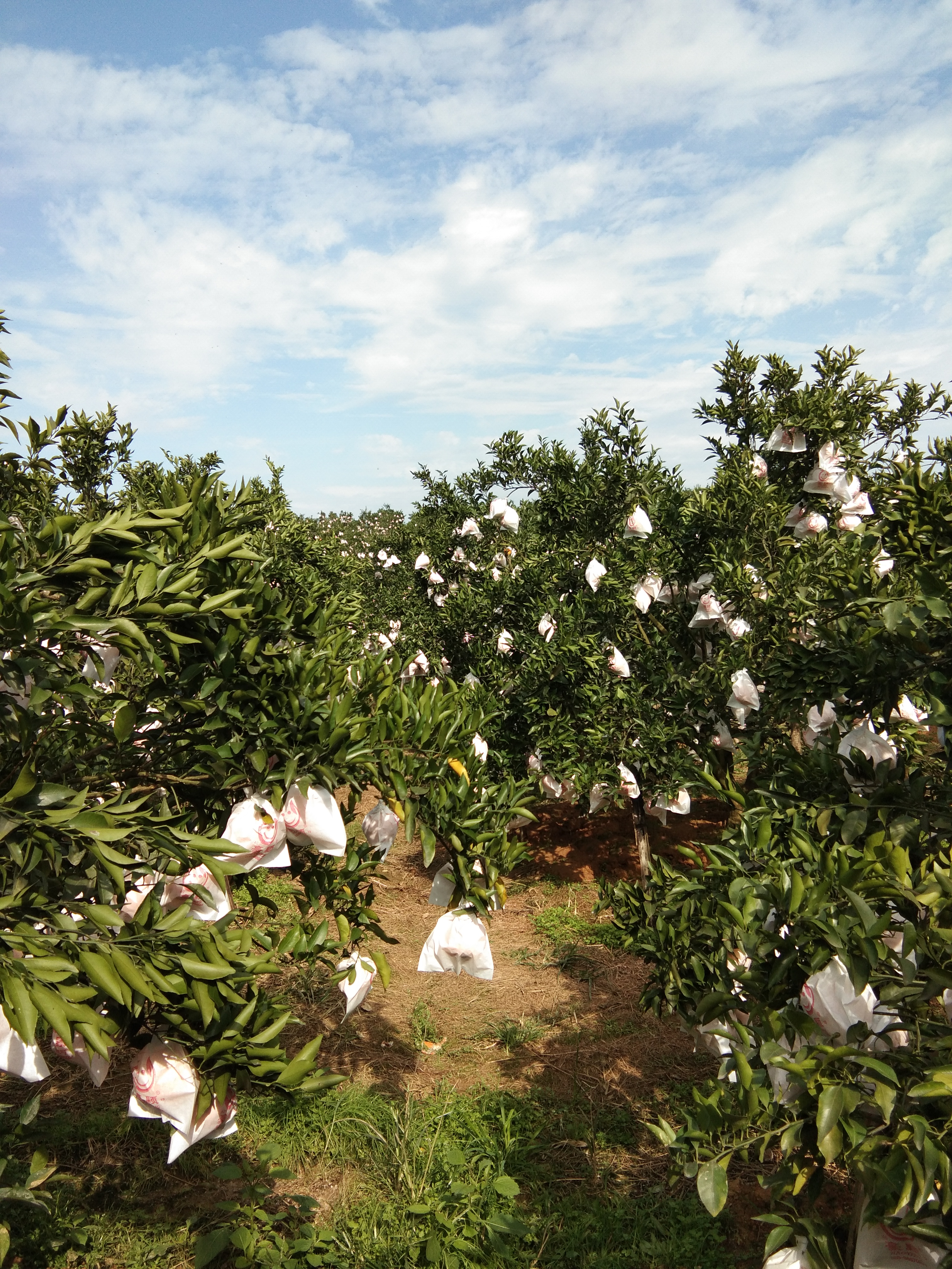 湖北宜昌市当阳市耙耙柑最新产地行情趋势|产