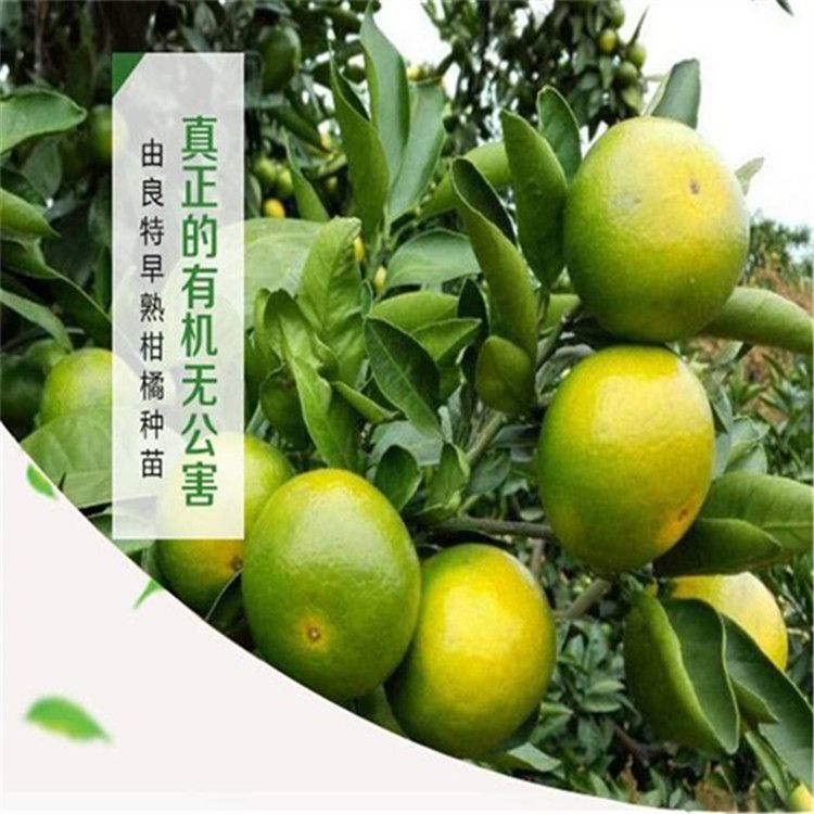 特早由良柑橘 嫁接苗 0.5~1米