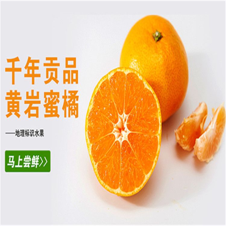 黄岩蜜橘 嫁接苗 1~1.5米