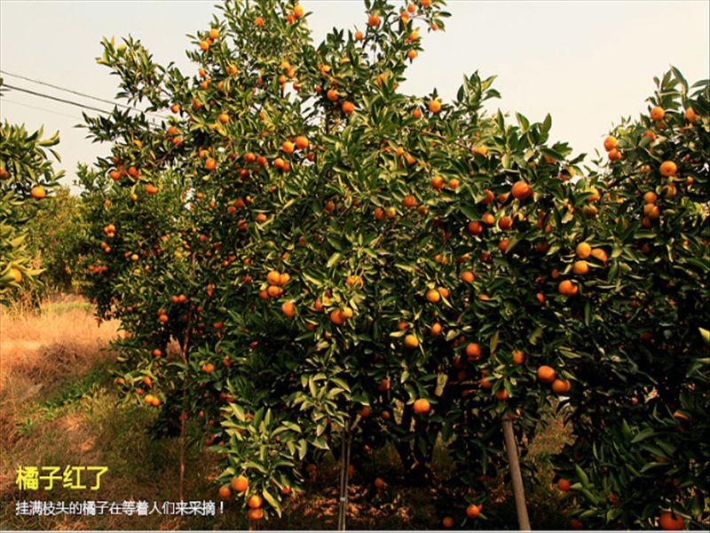 黄岩蜜橘 嫁接苗 1~1.5米