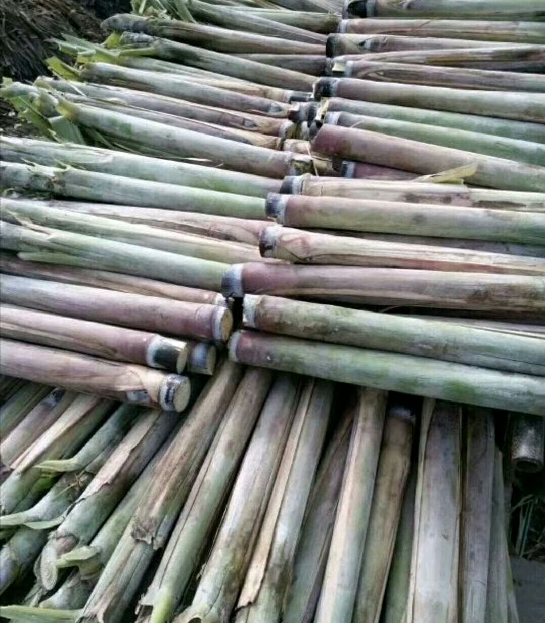 【预售】甘蔗种子