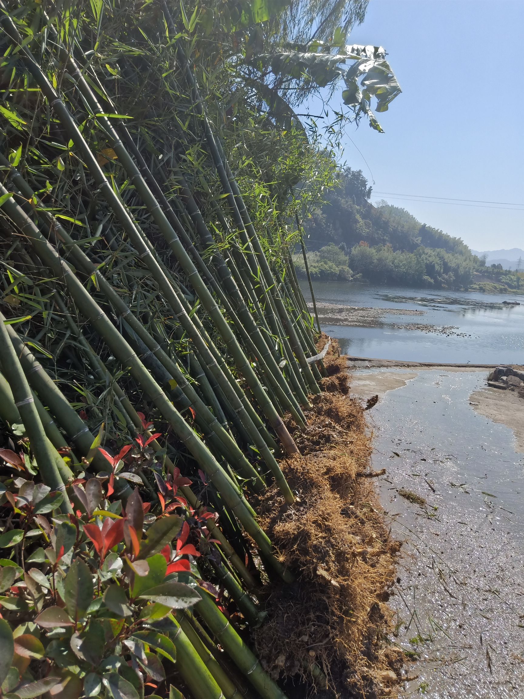 雷竹苗适合全国大部分地方种植有需要雷竹苗请联系我谢谢