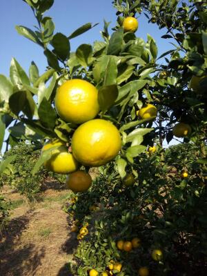 皇帝柑 5.5 - 6cm 3两以上