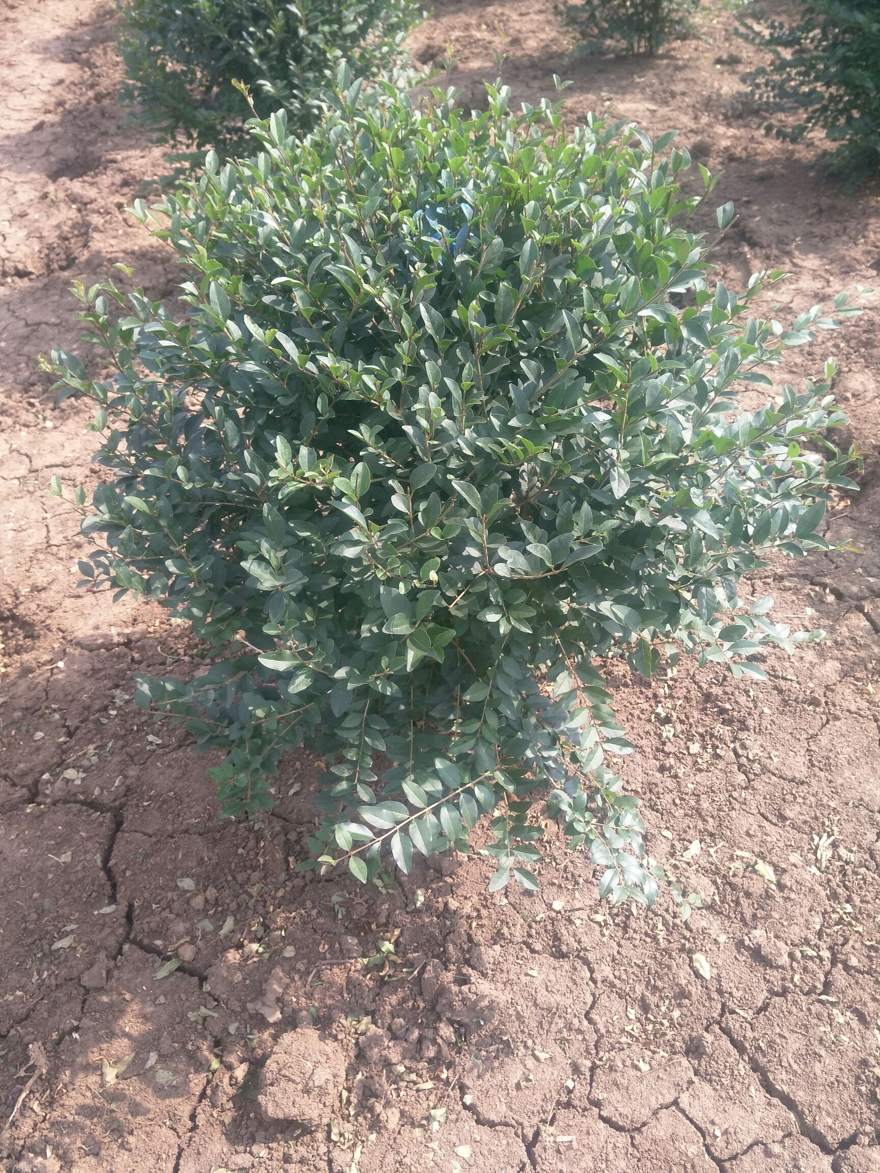 小叶女贞造型树