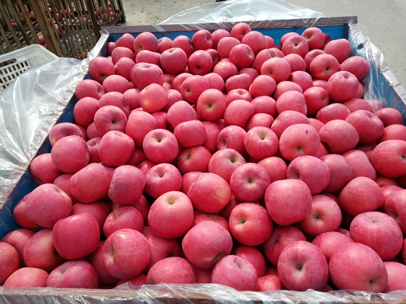 山西运城市夏县红富士苹果最新产地行情趋势|