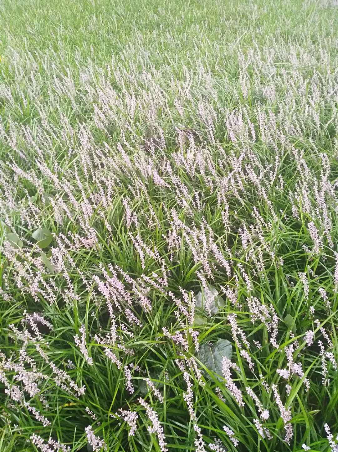 【中药麦冬草批发】麦冬草 价格0.1元/株 6000株起批