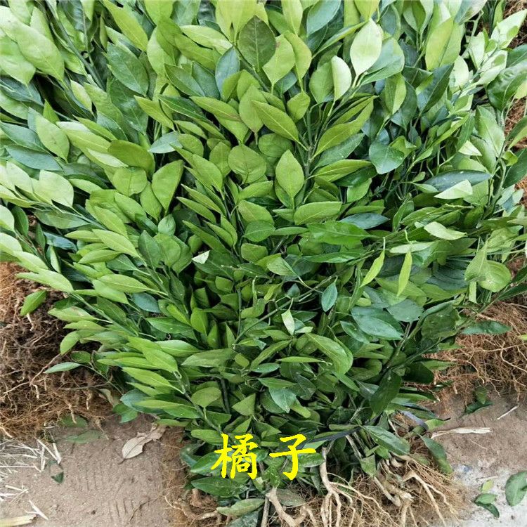 大分一号柑桔苗