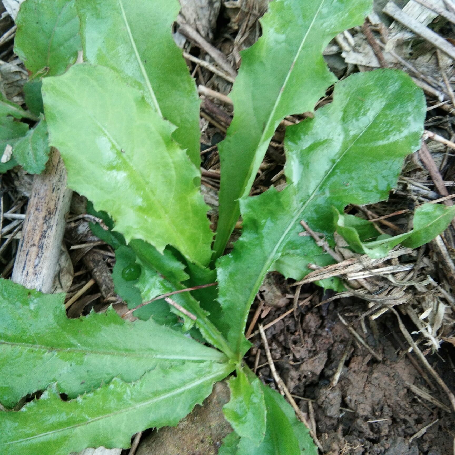 野生蒲公英品质一级出售        