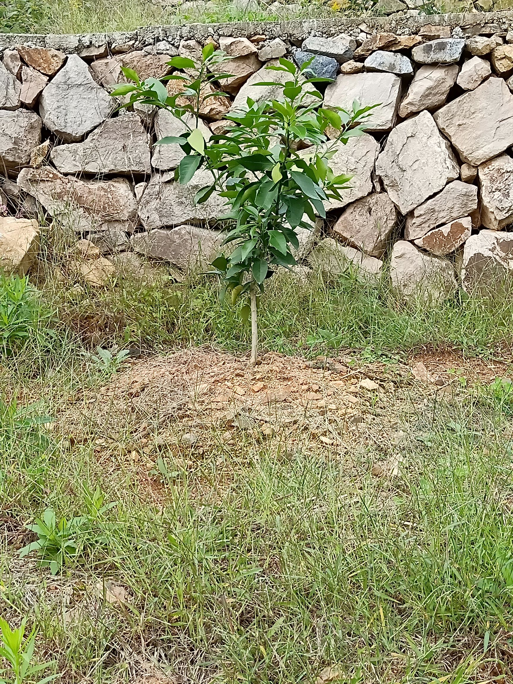 象山红美人柑橘苗 移栽苗 0.5~1米